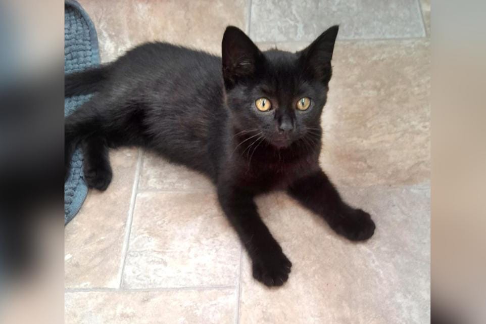 Nine lives? Definitely for kitten Mayo! (By Oliver, 13, Jill Dando News @ WCSA)