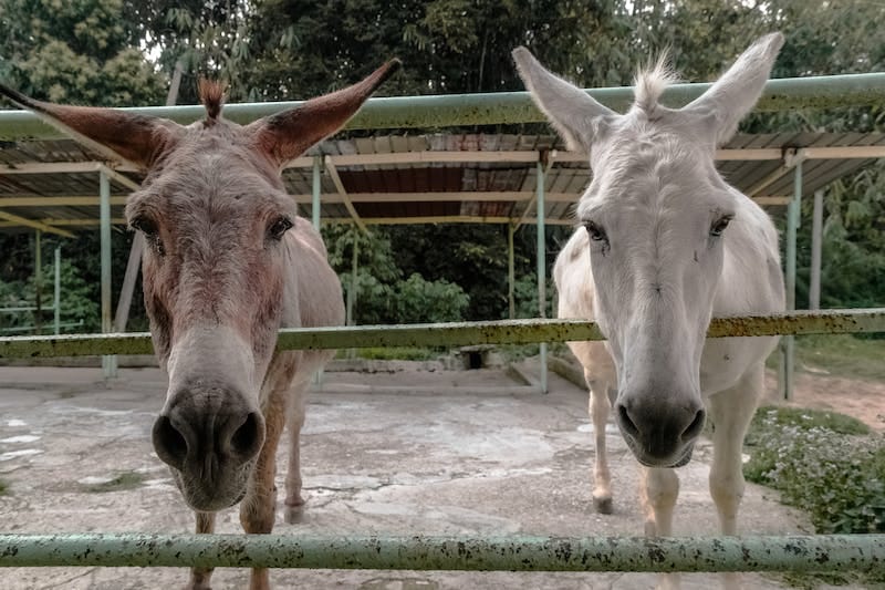 Donkeys enjoy tasty and healthy pumpkin treat