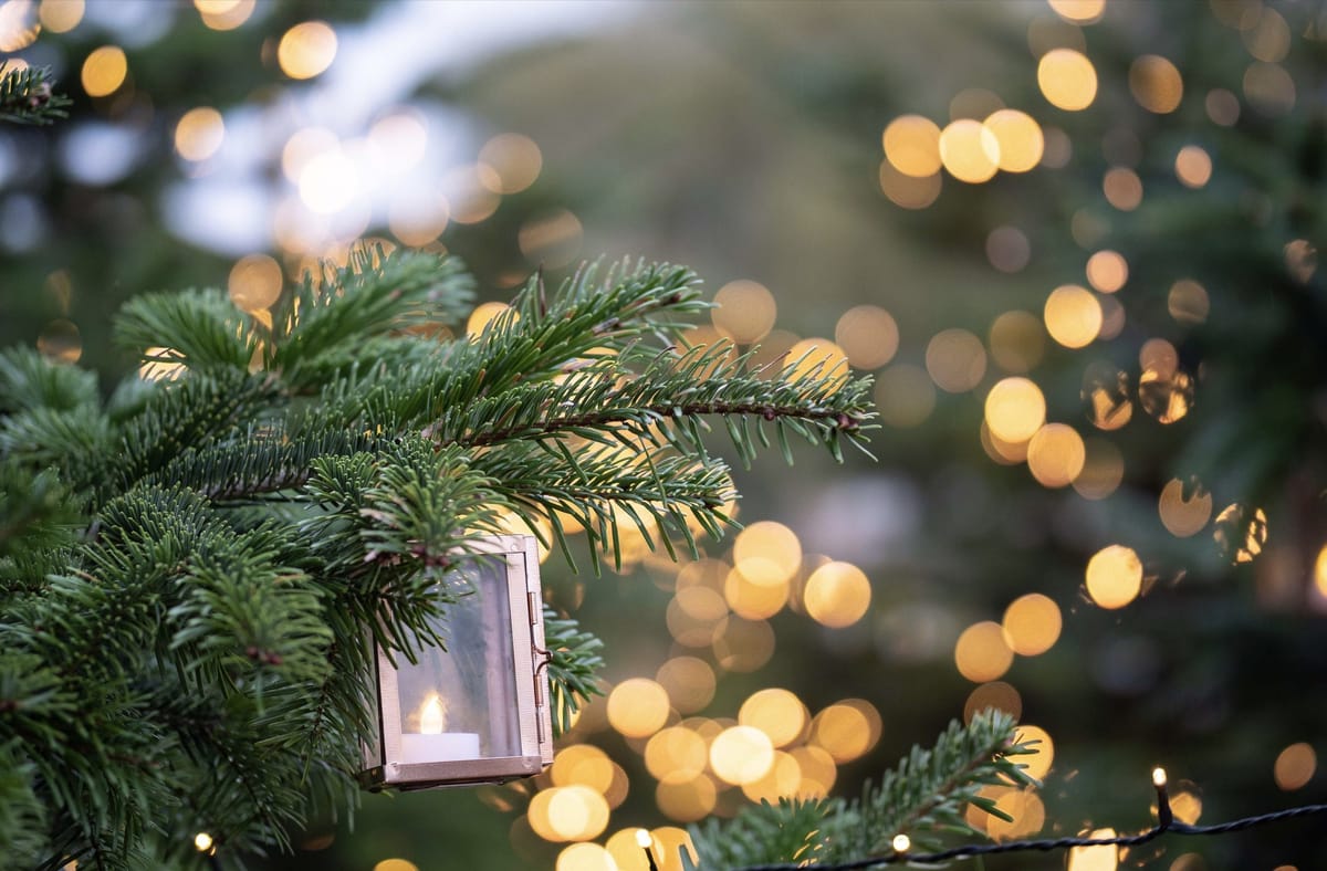 It’s good news for cash-strapped Brits as affordable wonky Christmas Trees for sale at incredible zoo