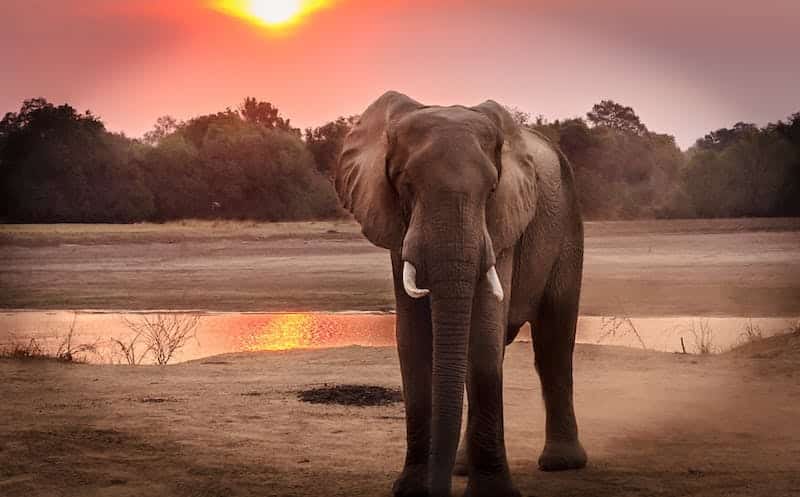 Good news as elephant calf separated from herd in India is reunited with mother