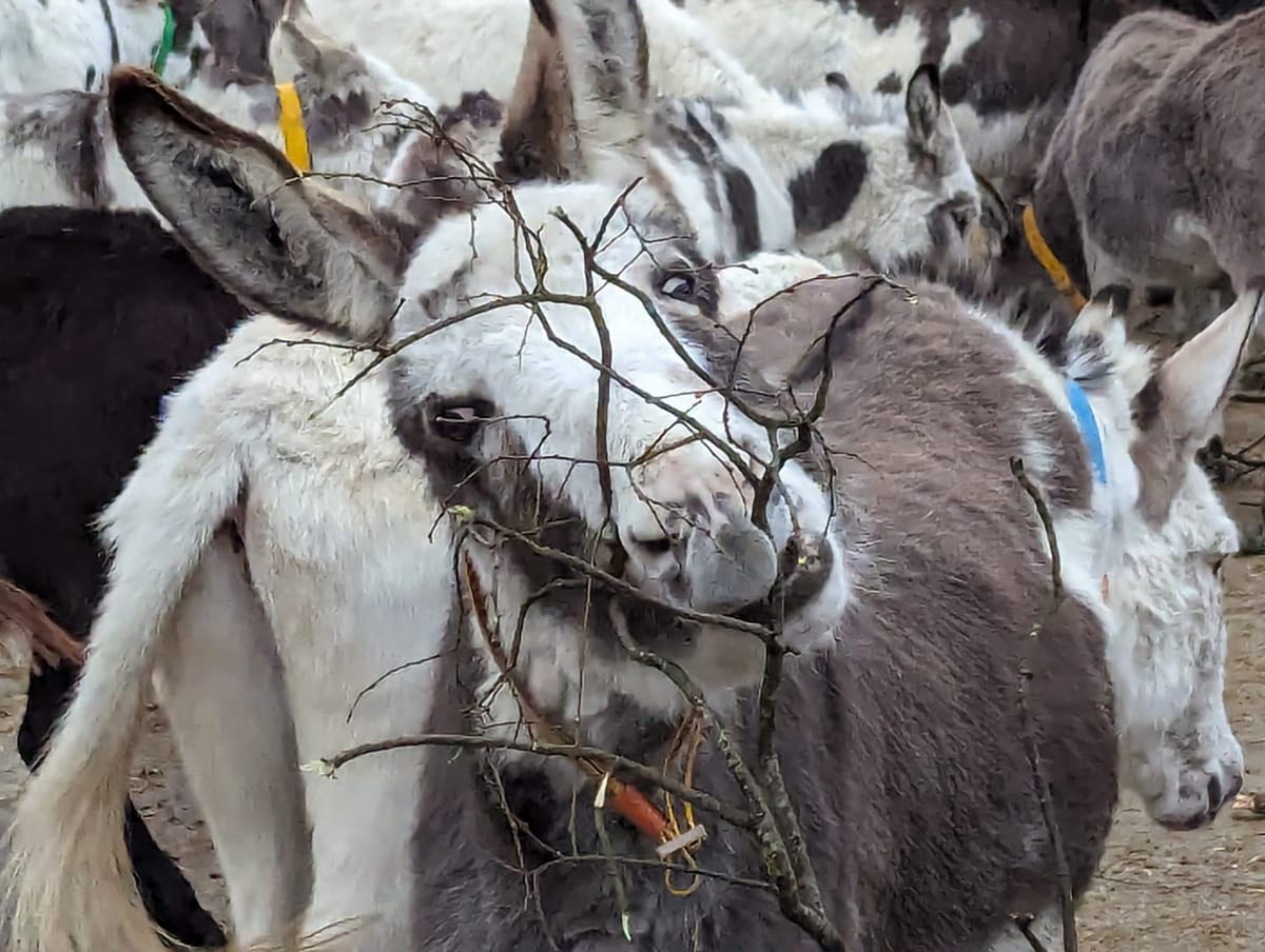 Good news for donkeys with inspirational methods at brilliant sanctuary