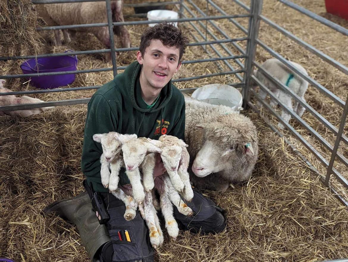 It must be lambs, lambs, lambs! Suggs from Madness helps name lamb triplets live on BBC Radio 2 