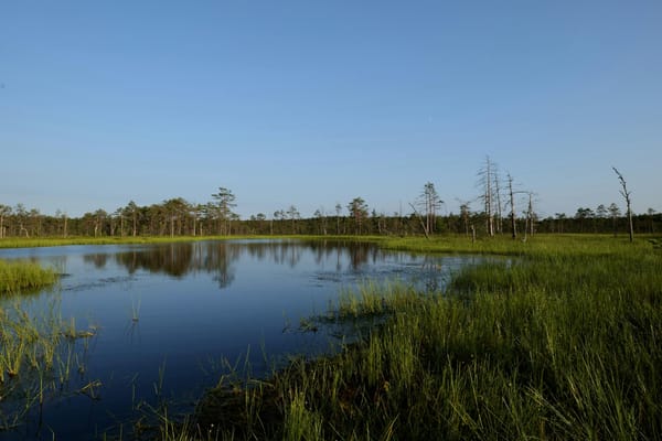 DiCaprio-backed rewilding campaign smashes £200K target in 6 Days