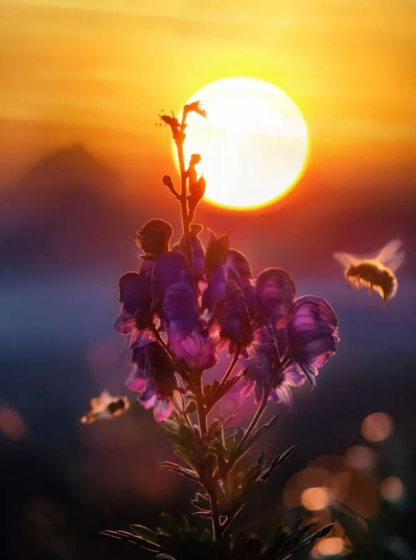 The good news of bees (and how we can help save them) shown at new exhibition