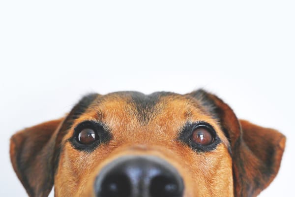 Pet lovers get tips to slash vet bills as watchdog promises pricing probe