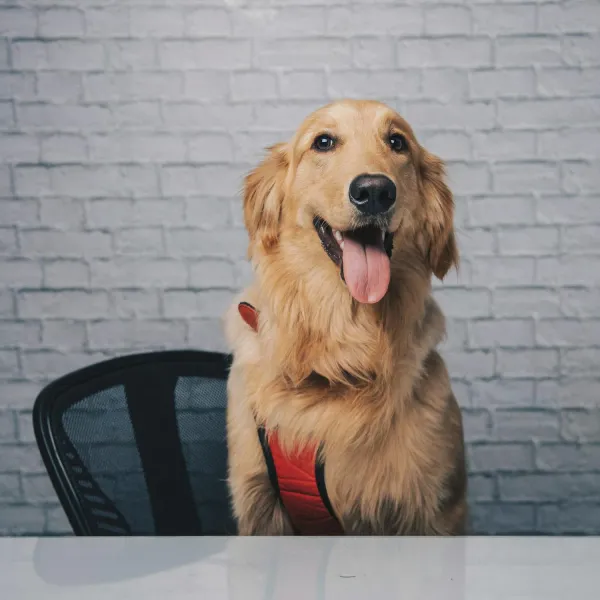 Yet another good news dog story as tail-wagging Ernie rescued from cliff