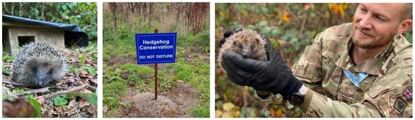 100th Hedgehog Released Back Into The Wild at RAF St Mawgan
