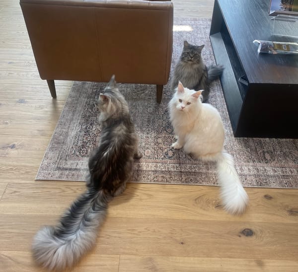 Meet the Cat with the Longest Tail!