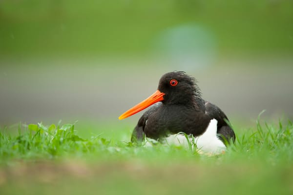 Record-Breaking Oystercatchers Found on Norfolk Coast