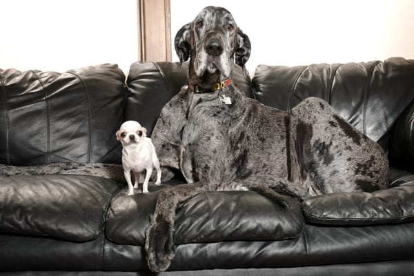 Biggest and Smallest Dogs on Earth Share an Adorable Encounter