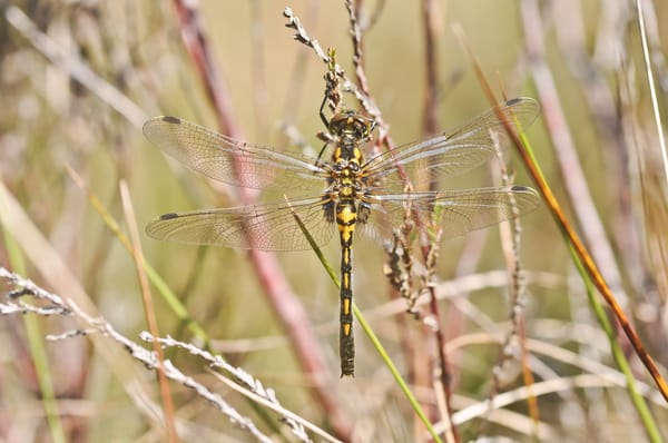 Rare Dragonfly Introduced into a Hidden Corner of Cumbria