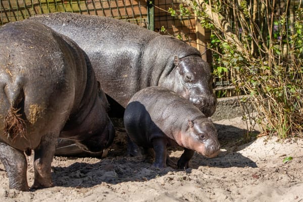 Adorable First Meeting for Haggis and Her Dad