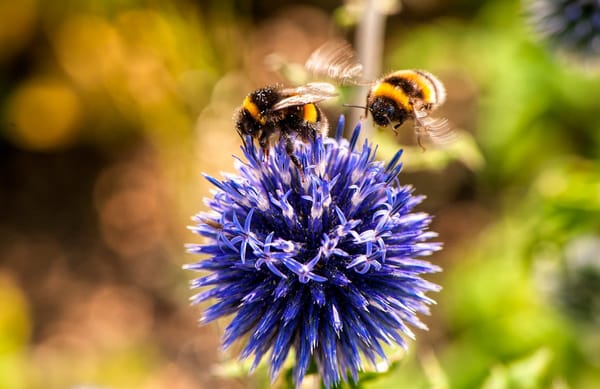Buzzing for a Better Tomorrow: Simple Ways to Help Save Our Bees!