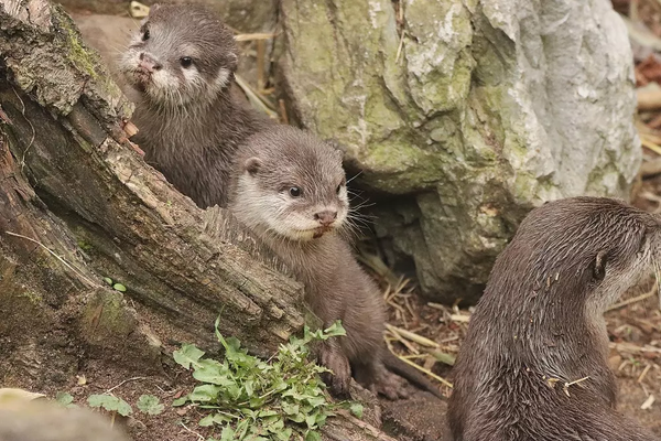 3-Month-Old Otter Pups Beat The Heat With Their First Swims