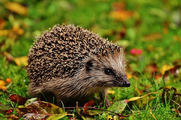 From Hedgehogs to Bees: Simple Ways to Help Wildlife Beat the Heat