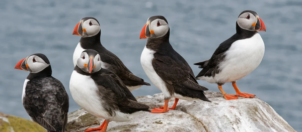 Puffins Spotted On The Farne Islands As Visitors Are Welcomed for Spring