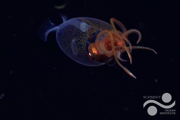 First Confirmed Footage of a Colossal Squid—and it’s a Baby!