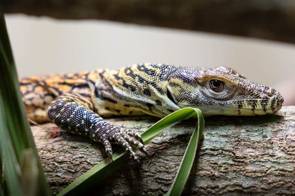 Crikey! Australia Zoo achieves groundbreaking success in breeding Komodo dragons!