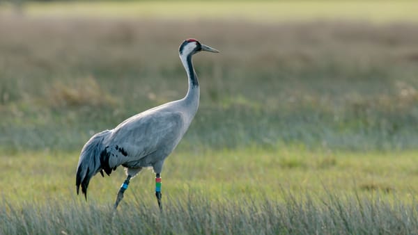 Record-Breaking Year for UK’s Tallest Bird