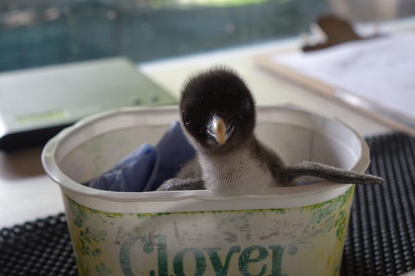 Endangered Rockhopper Chick Hatches at Whipsnade Zoo