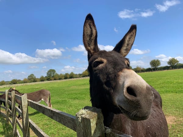 Time to Bray – It's World Donkey Day!