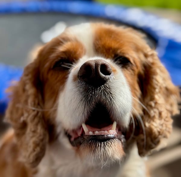 Good news for Dogs as Kennel Club Welcomes Return of Pet Passports