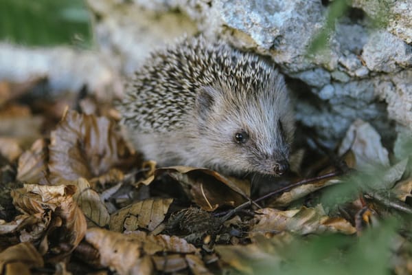 Help a Hedgehog This Week – and All Year Round!