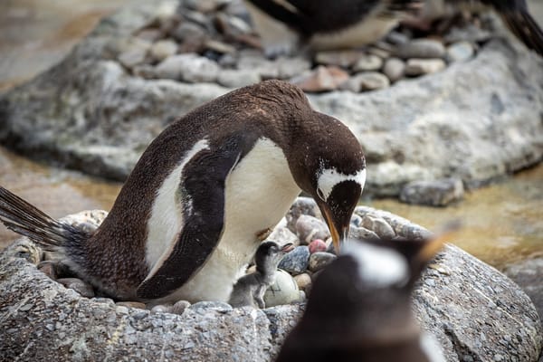 Gentoo Penguin Chicks Hatch at Edinburgh Zoo
