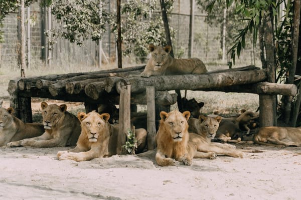 UK Zoos Set for Major Overhaul to Boost Animal Welfare