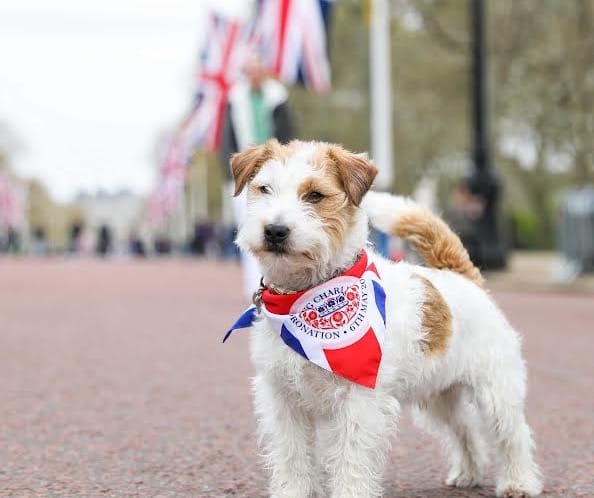 Paw-werful Surge: Jack Russell Terriers Enjoy Royal Rise in Popularity in 2025
