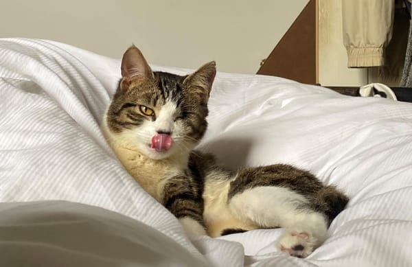 Mel the Miracle Cat Bounces Back from Tragedy to Find Her Forever Home