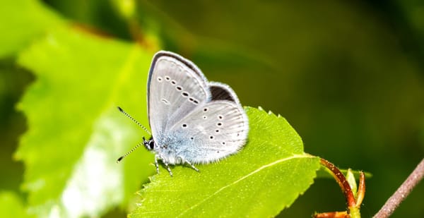 Numbers of one of Scotland's Fastest-Declining Butterflies have Exploded Following Warm Spring Weather.