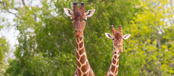 Bristol Charity Scoops Prestigious National Awards for Global Conservation Work