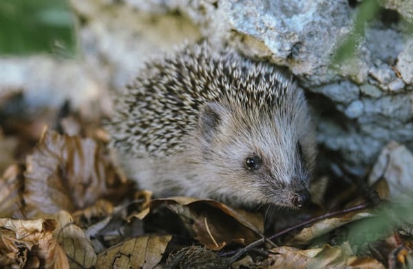 Hedgehog Heroes: 10 Ways You Can Make a Difference