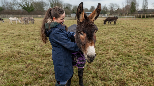 Donkey's Inspire Confidence in Young Carer