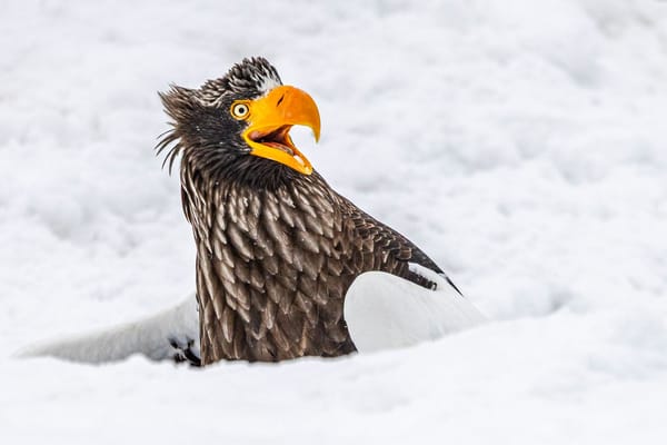 Say Cheese! Hilarious Wildlife Photos Bring Smiles as Comedy Competition Heats Up