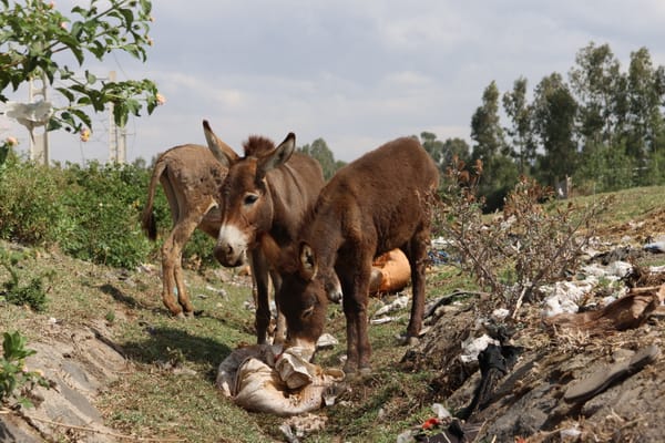 Pioneering Study Aims to Protect Ethiopia’s Donkeys from Plastic Pollution