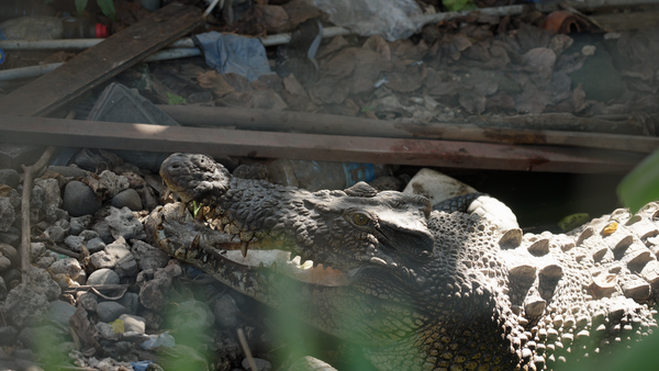 Major International Rescue Effort: Australia Zoo Rescues Two Crocodiles in the Solomon Islands