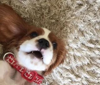 Woodgreen Pets Charity Joins Forces with Disney’s Lilo & Stitch to Help Families Better Understand their Own Mischievous Dogs