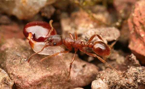 How Ants Actively Protect Themselves Against Dehydration