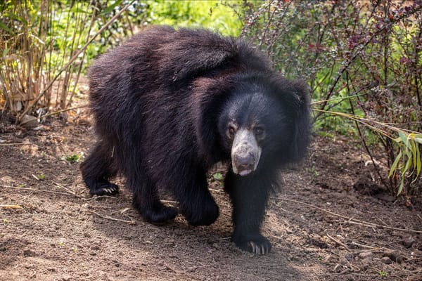 Scotland's Only Sloth Bear Has Arrived!