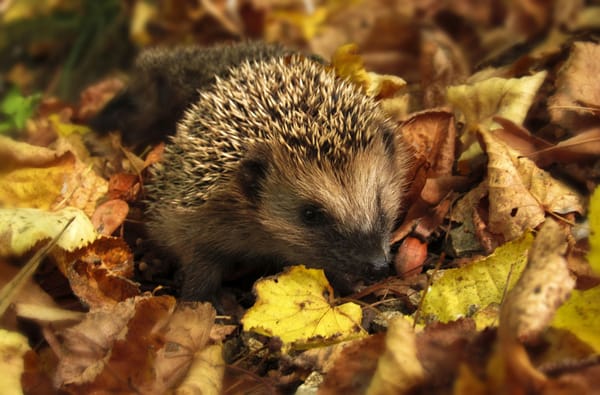 Be a Hedgehog Hero! (By Sofia, Oliver, and Theo)
