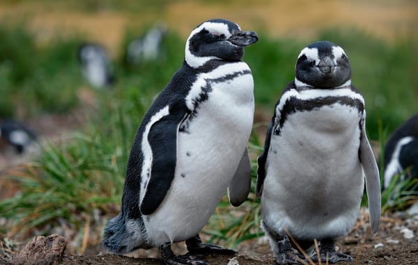 Academic Helps Track Lost Penguins as they Journey Home