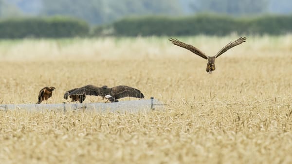 Britain’s Rarest Breeding Bird Raised Four Youngsters at Secret Location