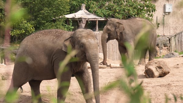 Packing Their Trunks: Whipsnade Elephants Head to Chester Zoo for Breeding Mission