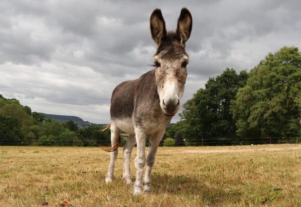 One Stubborn Tooth, One Brave Donkey: Darby’s Road to Recovery