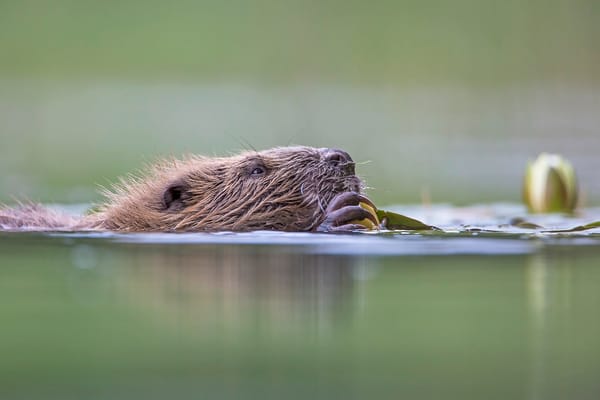 Licence Granted for Historic Return of Beavers to Glen Affric