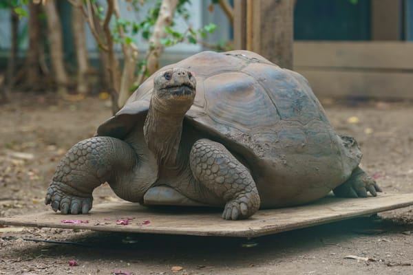 Scales, Snails and Capybaras: London Zoo’s Annual Weigh-In Gets Wild