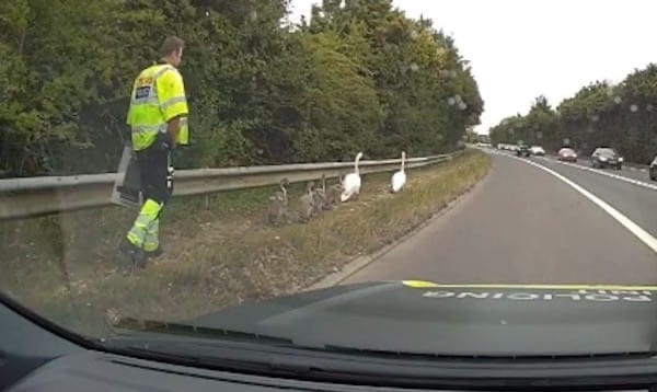 Police Escort Swan Family to Safety After Chelmsford Road Drama