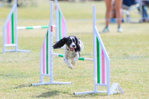 Thousands of Four-Legged Athletes Shine at World’s Largest Agility Festival